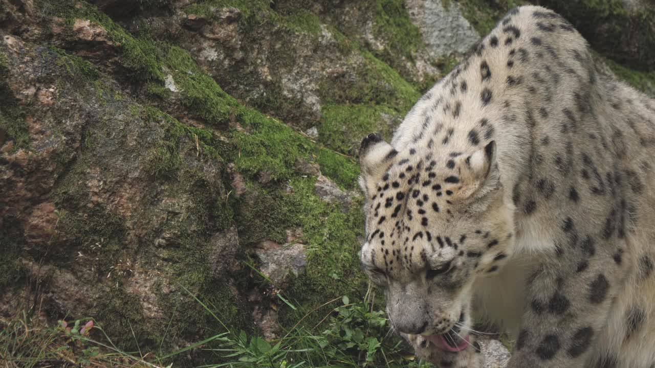 una foto de cerca de panthera pardus tulliana descansando en un zoológico en un día nublado