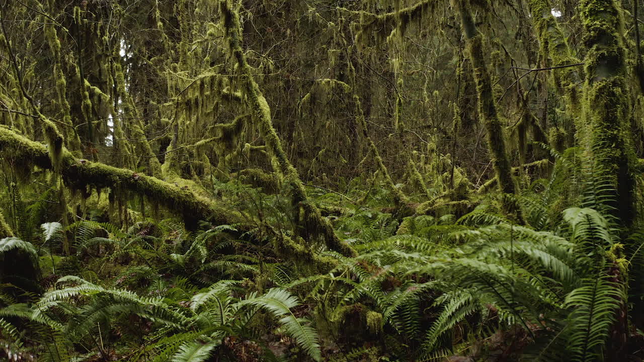 árboles cubiertos de musgo y helechos en el antiguo bosque tropical de hoh en el parque nacional olímpico, washington