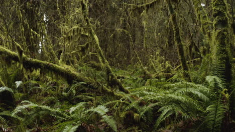 Moss-Covered-Trees-And-Ferns-In-Ancient-Hoh-Rainforest-In-Olympic-National-Park,-Washington