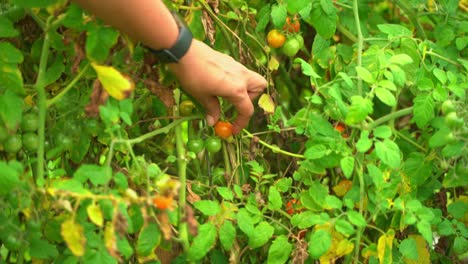 recoger tomates rojos naranjas y verdes colgando de una vid de tomate con algunas hojas secas a su alrededor cultivo de la granja de verdura