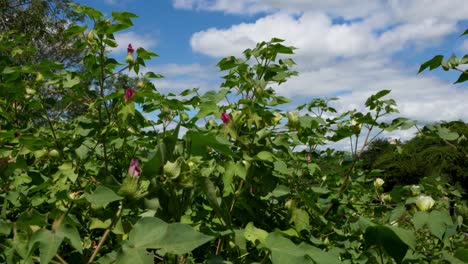 Upland-Cotton-Plants-Growing-In-The-Farm-With-Flowers-And-Green-Foliage