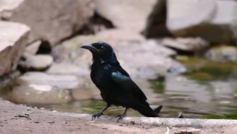 the hair-crested drongo or is a bird in asia from the family dicruridae which was conspecific with dicrurus bracteatus or spangled drongo in which it can be tricky to differentiate from each other