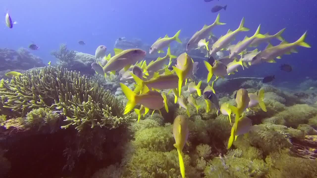 Schooling Yellow Goatfish (Mulloidichthys martinicus) among corals in Komodo National Park, Indonesia