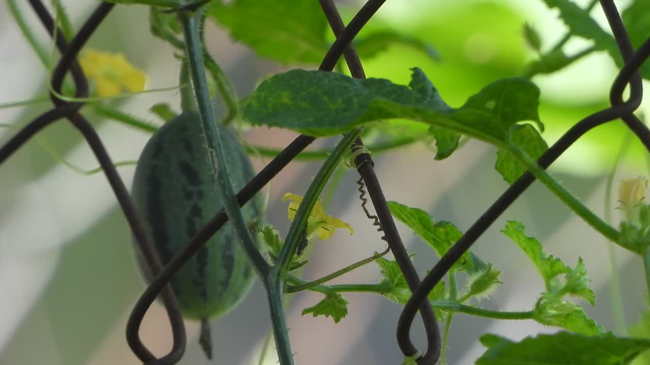 채소와 금속 와이어