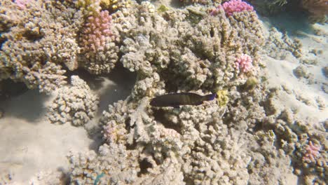 Blue-dot-grouper-fish-swimming-in-a-coral-reef,-slow-motion