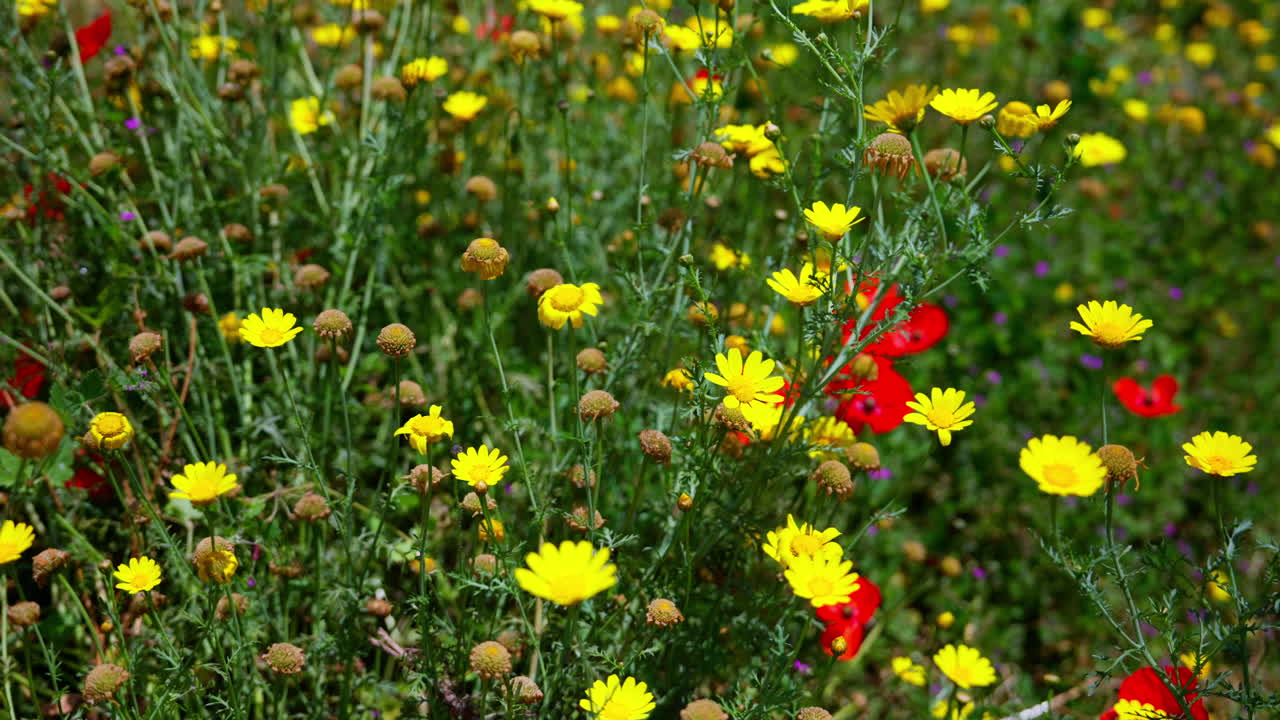 Campo di erba verde ricoperto di fiori gialli in estate