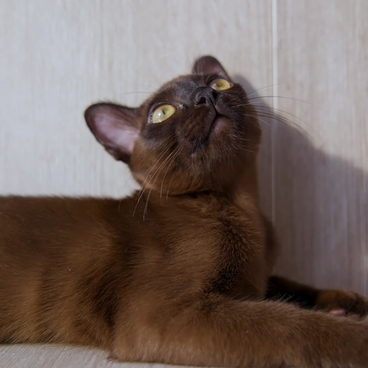 Piccolo gattino birmano guarda attentamente davanti a sé. Bellissimo animale color cioccolato. Il gatto è sdraiato sul pavimento
