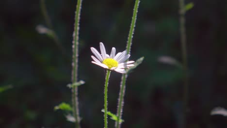 Una-Flor-De-Manzanilla-Sopla-En-El-Viento