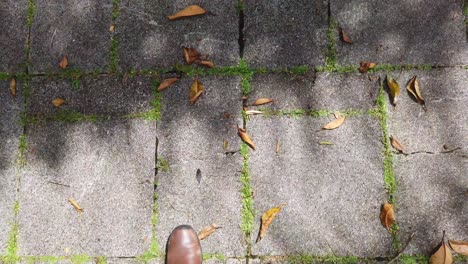 cobblestone pathway with fallen leaves