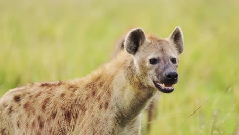 slow motion shot of alone hyena waiting to get on kill, walking through the luscious greenry of the masai mara north conservancy, wildlife in maasai mara national reserve, kenya