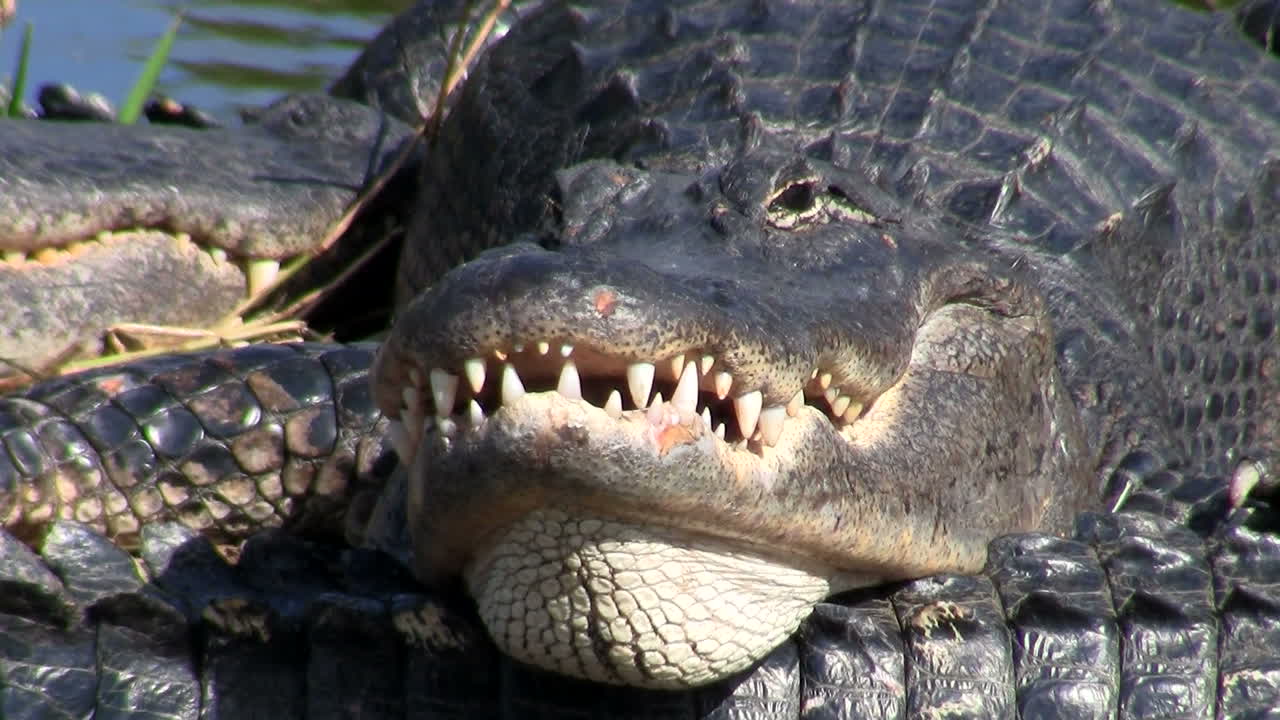 un caimán se ve enojado y agresivo en los everglades