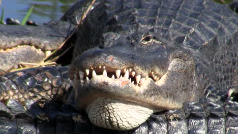 an alligator looks angry and aggressive in the everglades