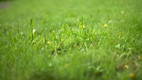 slow motion: gras field stock video