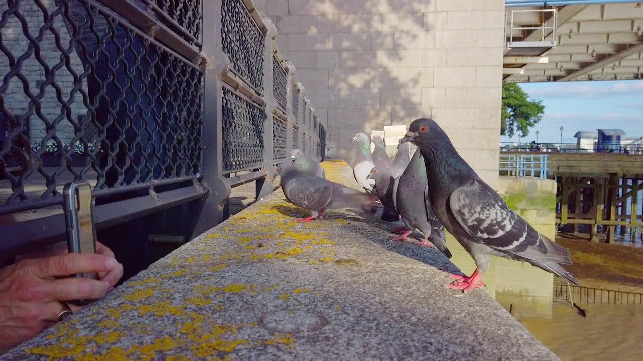 pigeons being fed on the riverside near a bridge while a person's pair of hands take a video of them with a camera phone