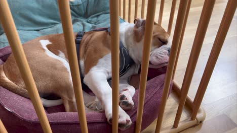 Continental-bulldog-sleeping-in-crib,-truck-shot