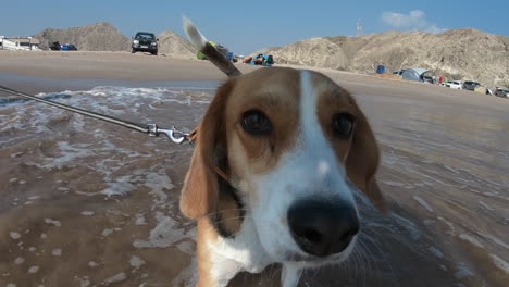 Zeitlupe-Nahaufnahme-Von-Beagle,-Der-Mit-Seinem-Besitzer-Im-Wasser-Am-Strand-Spielt