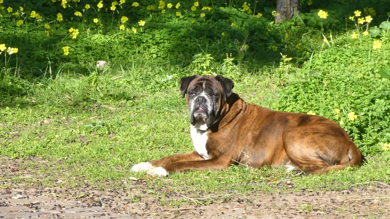 정원에서 독일 권투견