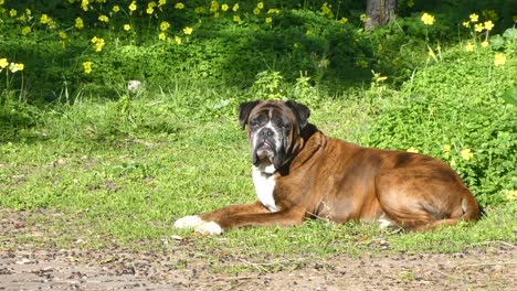 perro boxeador alemán en un jardín