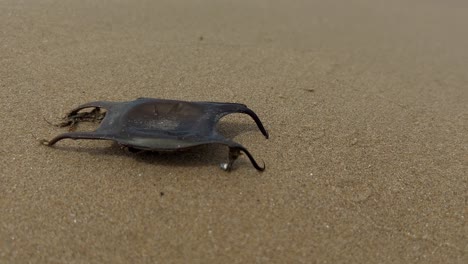 Uncommon-black-shark-egg-case-on-sandy-beach-with-waves-breaking-on-shore