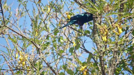 A-Tui-drinking-nectar-from-the-yellow-flowers-in-a-Kowhai-tree-before-flying-away