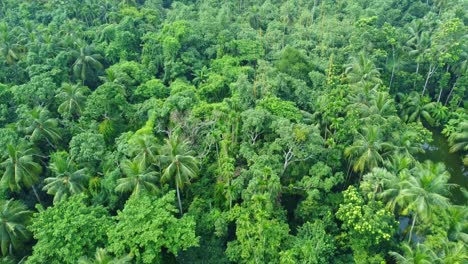 Vista-Aérea-O-De-Drones-De-Una-Jungla-Verde-Profunda-3