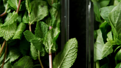 Various-type-of-herbs-in-plastic-tray-4k