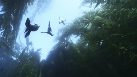 sea lions swimming in the kelp forest