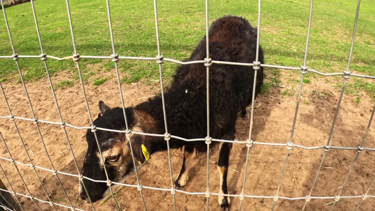 Een eenzaam zwart schaap staat achter een metalen hek in een boerderijweide en kijkt op een zonnige dag in de richting van de camera