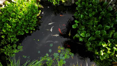 Top-down-view-of-white-and-orange-koi-fish-in-a-pond-with-green-green-plants-during-daytime