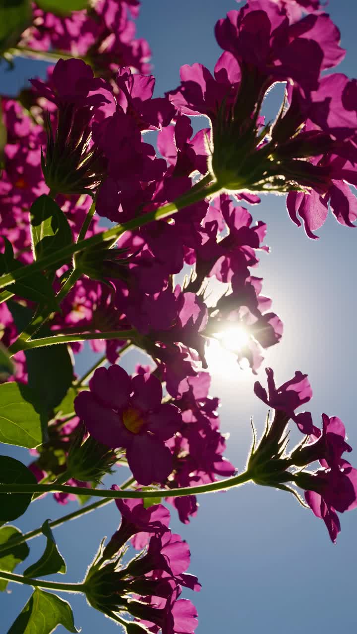 Inquadratura dal basso di vivaci fiori viola contro un cielo luminoso, con il sole che fa capolino.