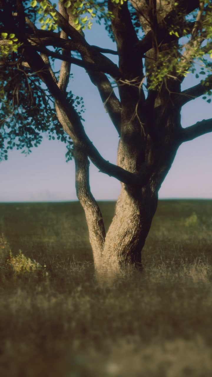 Tree stands alone in open field during bright daylight