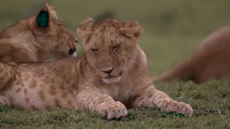 cachorro de león acostado