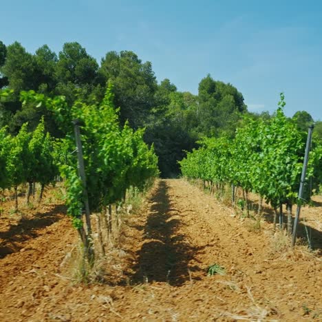 Hileras-De-Viñedos-En-Un-Día-De-Verano-En-Cataluña,-España