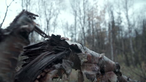 broken birch branch in forest