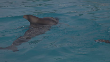 多爾芬 (dolphin) 是一種海豚