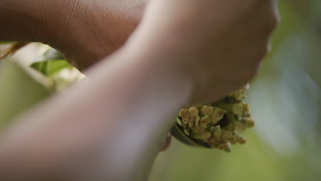 close up shot of coconut flower being cut to harvest coconut nectar