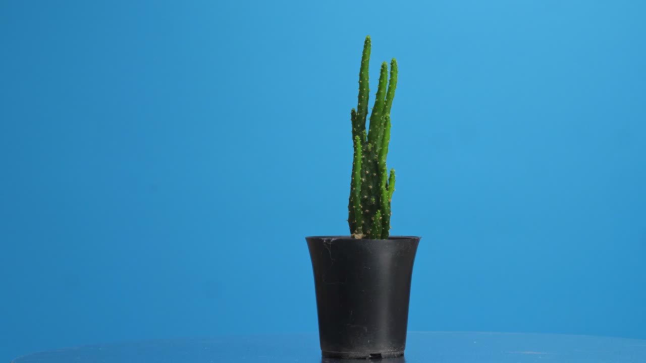 오시아 살미아나 (opuntia salmiana) 는 파란색 스크린 배경에서 스스로를 돌고 있습니다.