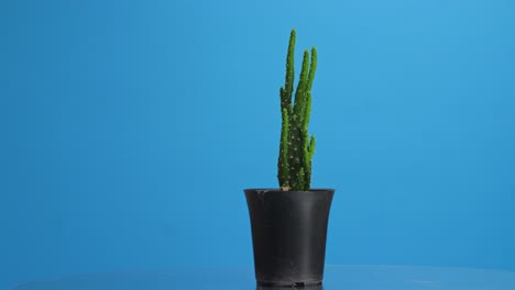 planta opuntia salmiana girando a su alrededor en el fondo de la pantalla azul