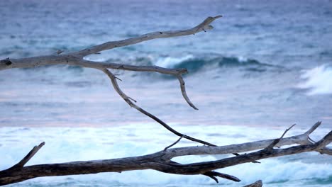 driftwood on beach, surfing waves in background