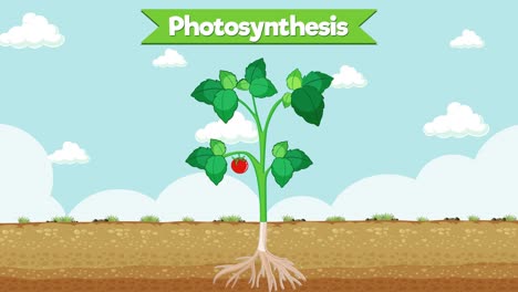 animated growth and photosynthesis of a tomato plant