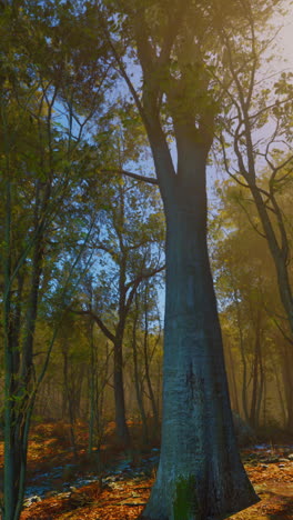 tall trees in a misty forest