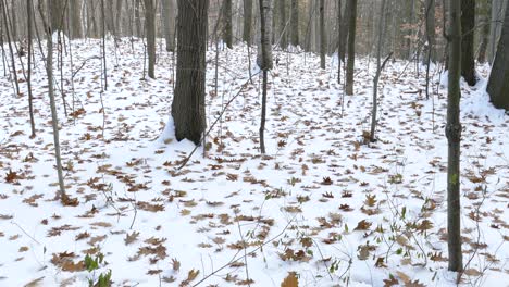 natural phenomenon of autumn leaves falling on ground after the first snow