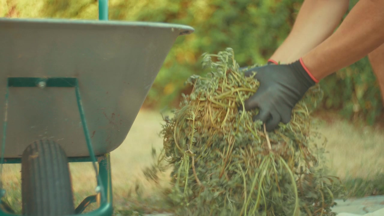 A nostalgic video shot of a man wearing gloves gathering cut grass from the yard and loading it into a wheelbarrow on a sunny summer evening, illuminated by warm golden sunset light.