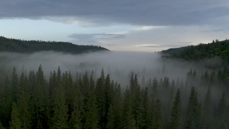 flying close above green forest on the mountain, fog flowing in to the valley through the trees, lake tahoe, california