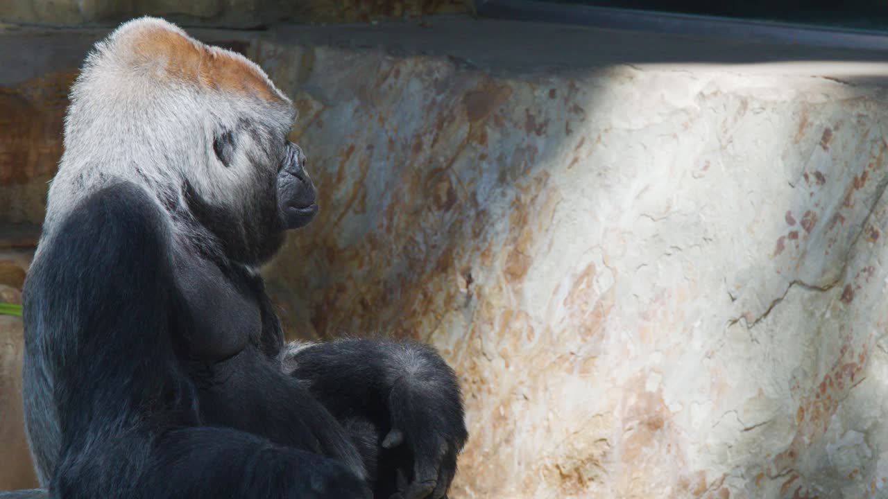 Un gorilla silverback siede tranquillamente in un recinto dello zoo illuminato dal sole, impegnato nella toelettatura e in gesti contemplativi. L'illuminazione naturale evidenzia il suo comportamento espressivo.