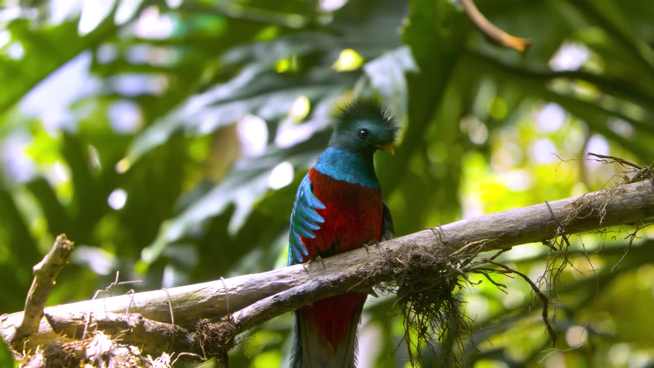 A Quetzal landing on a tree branch in a Guatemalan jungle