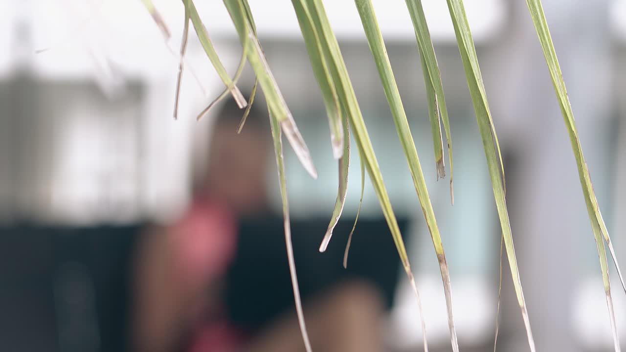 노트북에서 일하는 흐릿한 여성에 대해 손바닥 잎을 닫으십시오