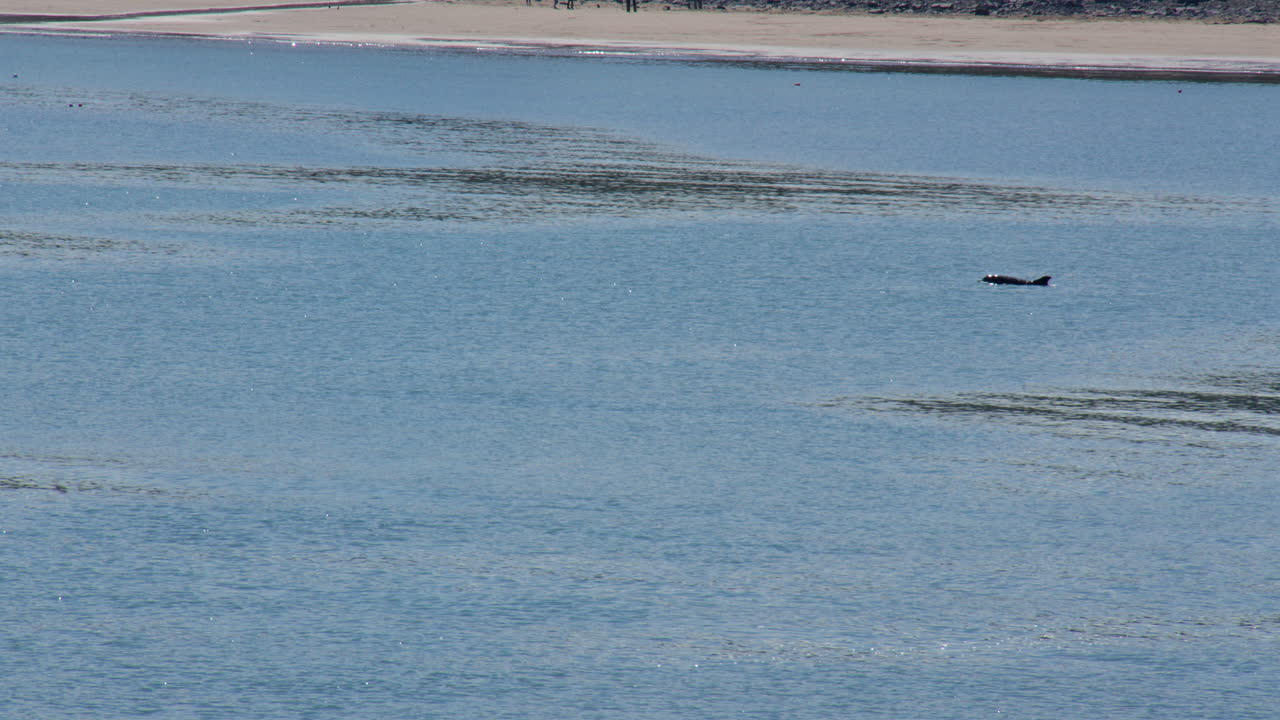 Wide shot of new quay Bay with dolphin or porpoise breaching the water