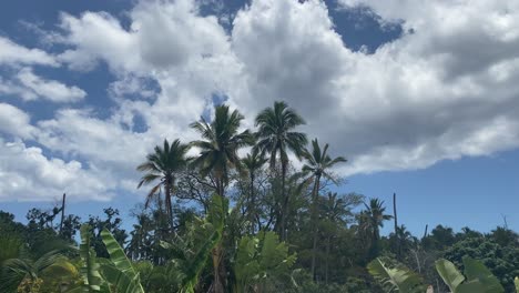 tilt from top to bottom of cloudy sky and palm trees in réunion island