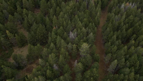 Zenital-viewpoint-of-the-forest-to-a-frontal-view-to-see-the-large-forest-on-the-mountains-of-Guils-Fontanera,-in-La-Cerdanya